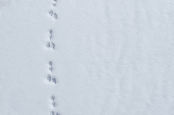 포토 JPG 해외이미지 나무 옷 유럽 산업 스포츠 여행 신발 모션 자연 휴가 산 부츠 건강 사람없음 야외 운동 자전거 일몰 트래킹 하이킹 장비 운전 자유 헬멧 버드나무 시력 상승 천국 산악자전거 해외202004 해외포토 식물 나라 컨셉 레저 노을 바이크 보호장비 생태계 파일형식 이미지허브