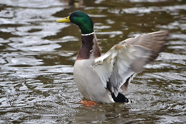 포토 JPG 해외이미지 오리 사람없음 해외202004 해외포토 조류 파일형식 이미지허브