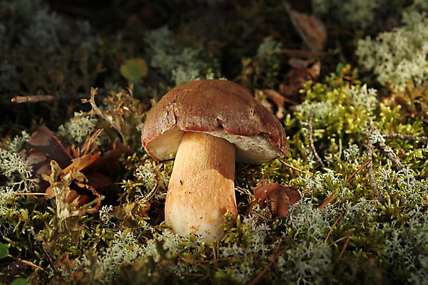 포토 JPG 해외이미지 식물 계절 음식 줄기 잎 채소 오렌지 자연 건강 이끼 사람없음 야외 초록색 여름 갈색 버섯 성장 가을 신선 선택 숲 먹기 오브젝트 싱글 날것 곰팡이 그물버섯 식용 식품점 채식주의자 해외202004 해외포토 컬러 컨셉 과일 모션 상점 생태계 채식 파일형식 이미지허브