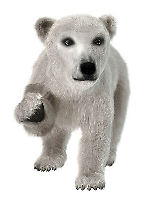 포토 JPG 해외이미지 동물 응시 야생동물 새끼 곰 포유류 자연 사람없음 흰색 북극 호기심 흰배경 육식동물 북쪽 멸종 고립 동물상 해외202004 해외포토 시선 감정 컬러 백그라운드 컨셉 조형물 극지방 방향 생태계 파일형식 이미지허브