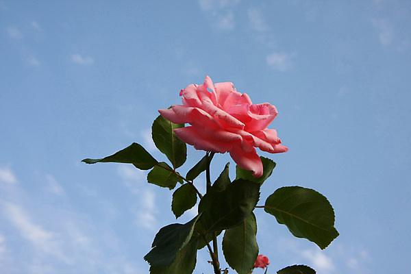 포토 JPG 해외이미지 꽃 분홍색 백그라운드 농업 자연 사람없음 야외 빨간색 컬러풀 장미 정원 봄 소프트포커스 해외202004 해외포토 식물 계절 산업 컬러 촬영기법 생태계 파일형식 이미지허브