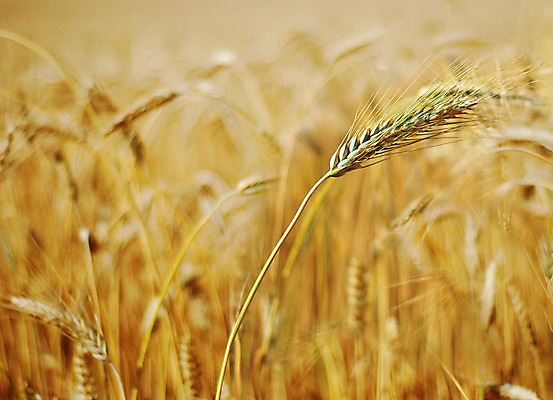 포토 JPG 해외이미지 식물 계절 빵 줄기 밭 농업 자연 하늘 건조 옥수수 씨앗 풍경 사람없음 여름 농작물 농장 노란색 수확 성장 시골 황금 낟알 시리얼 밀 보리 귀 밀짚 숙성 호밀 해외202004 해외포토 산업 음식 컬러 곡류 신체부위 짚 생태계 파일형식 이미지허브