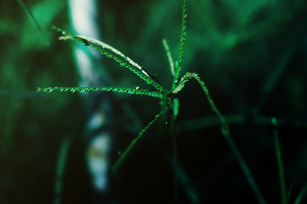 포토 JPG 해외이미지 식물 동물 태국 자연 사람없음 초록색 빛 고요 거미 내추럴 해외202004 해외포토 아시아 컬러 곤충 생태계 파일형식 이미지허브