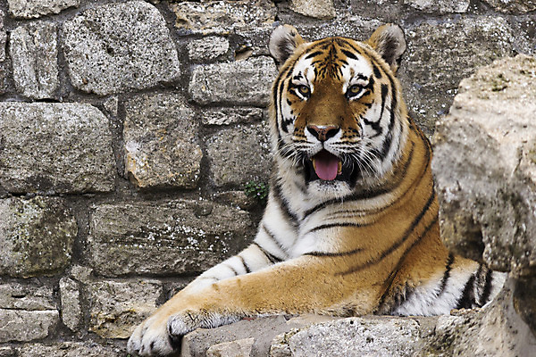 포토 JPG 해외이미지 동물 얼굴 야생동물 오렌지 포유류 자연 동물원 앉기 사람없음 검은색 고양이 줄무늬 분노 흰색 호랑이 위험 육식동물 사냥꾼 표범 노려봄 해외202004 해외포토 직업 감정 컬러 컨셉 무늬 과일 모션 표정 신체부위 반려동물 생태계 파일형식 이미지허브