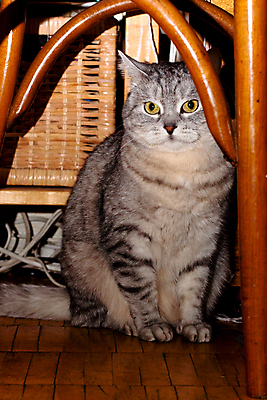 포토 JPG 해외이미지 동물 1 응시 포즈 가구 의자 놀이 바닥 주택 털 앉기 사람없음 목재 세로 반려동물 갈색 노란색 고양이 회색 얼룩무늬 해외202004 해외포토 나무 시선 컬러 생활용품 무늬 재료 포유류 모션 건물 파일형식 이미지허브