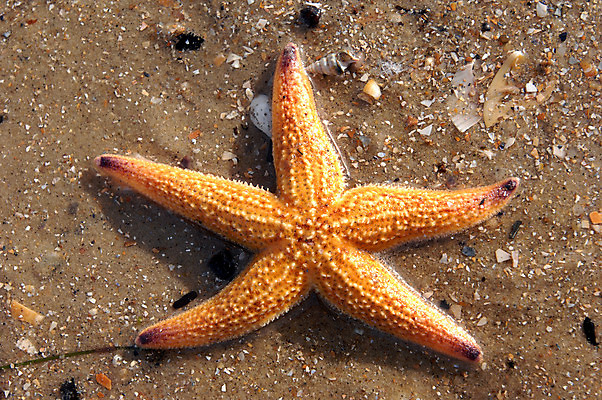포토 JPG 해외이미지 무기 모래 바다 백그라운드 사람없음 물 껍질 죽음 수집 질감 깨짐 해외202004 해외포토 자연요소 컨셉 파일형식 이미지허브