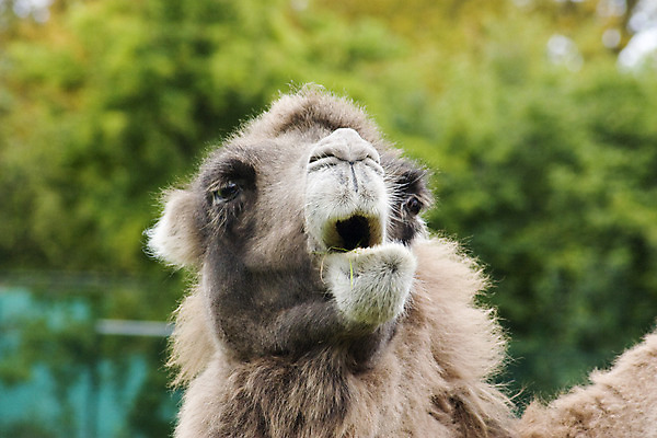 포토 JPG 해외이미지 여행 교통시설 사람없음 사막 표현 치아 무역 귀 낙타 지역 동쪽 해외202004 해외포토 산업 교통 포유류 신체부위 소화기관 방향 시설 파일형식 이미지허브