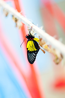 포토 JPG 해외이미지 식물 동물 야생동물 나비 곤충 잎 날개 자연 매달리기 사람없음 여름 컬러풀 노란색 검은색 수집 생물학 순환 개발 해외202004 해외포토 계절 교육 컬러 모션 생태계 파일형식 이미지허브
