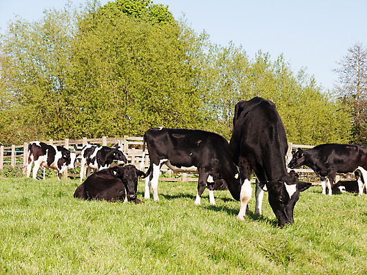 포토 JPG 해외이미지 동물 백그라운드 밭 농업 포유류 자연 하늘 육류 서기 풍경 사람없음 야외 초록색 여름 파란색 햇빛 농장 농경지 머리 검은색 가축 소고기 우유 흰색 농촌 시골 그룹 소 군중 방목 땅 먹기 밭일 찰과상 목가 해외202004 해외포토 계절 산업 컬러 식재료 모션 유제품 사람 신체부위 태양 축산업 상처 생태계 파일형식 이미지허브