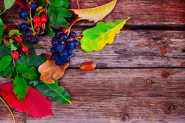 포토 JPG 해외이미지 식물 옷 공원 열매 꽃 어린이 음식 분홍색 신발 잎 크리스마스 2 벤치 과일 자연 포도 새로움 부츠 건강 사람없음 목재 장식 빨간색 초록색 장미 갈색 유행 산책 가을 흰색 아기 신선 쌍 샌들 가죽 다발 오브젝트 고무 내추럴 고립 숙성 양발 총각무 스타일 해외202004 해외포토 나무 계절 공공시설 기념일 컬러 컨셉 의자 재료 휴식 사람 무 생태계 파일형식 이미지허브