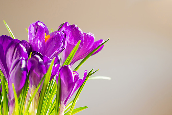 포토 JPG 해외이미지 식물 계절 꽃잎 꽃 줄기 꽃다발 백그라운드 잎 꽃무늬 오렌지 자연 사람없음 초록색 파란색 머리 우주 정원 보라색 봄 들꽃 벚꽃 개화 우아함 남색 제비꽃 부드러움 붓꽃 라일락 내추럴 사프란 헌병 카피스페이스 해외202004 해외포토 컬러 컨셉 무늬 과일 신체부위 공백 군인 감각 향신료 생태계 파일형식 이미지허브