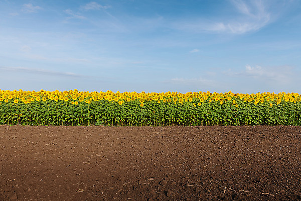 포토 JPG 해외이미지 식물 구름 꽃잎 꽃 잎 꽃무늬 패턴 밭 농업 오렌지 자연 하늘 해바라기 씨앗 풍경 사람없음 여름 파란색 농작물 컬러풀 햇빛 태양 노란색 정원 맑음 성장 벚꽃 시골 원형 개화 유기농 꽃가루 천국 내추럴 넘어짐 밭일 해외202004 해외포토 자연요소 도형 웰빙 계절 산업 컬러 무늬 과일 모션 날씨 가루 생태계 파일형식 이미지허브