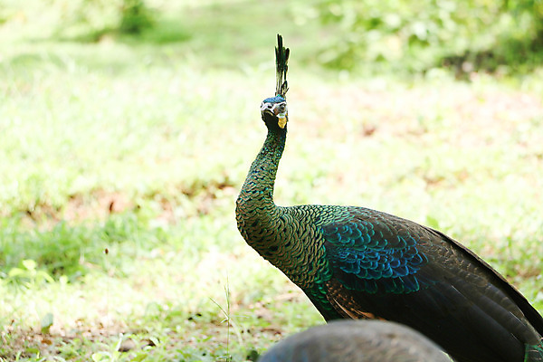 포토 JPG 해외이미지 나무 동물 1 야생동물 백그라운드 잎 오렌지 노래 자연 조류 휴식 종류 앉기 사람없음 야외 빨간색 초록색 여름 파란색 우주 봄 회색 바위 흰색 나뭇가지 공작 묘사 싱글 생물학 서식지 생태학 해외202004 해외포토 식물 계절 교육 음악 컬러 컨셉 과일 모션 돌_바위 생태계 파일형식 이미지허브