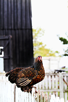 포토 JPG 해외이미지 동물 1 여자 오렌지 자연 조류 앉기 사람없음 야외 목재 빨간색 울타리 컬러풀 농장 검은색 치킨 어둠 흰색 시골 깃털 심플 솜털 외양간 암탉 철책 혼자 해외202004 해외포토 나무 컬러 농업 과일 재료 모션 사람 담장 닭 암컷 생태계 닭고기요리 파일형식 이미지허브
