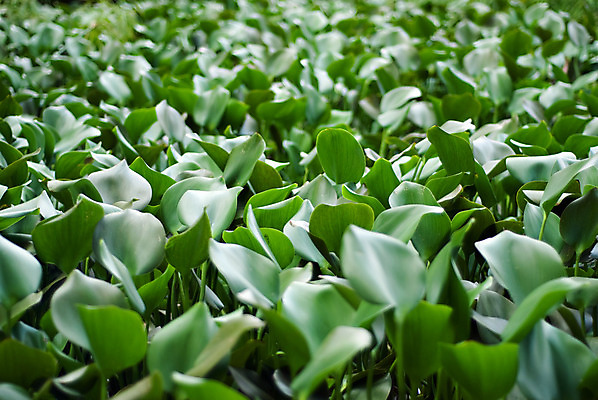 포토 JPG 해외이미지 나무 식물 백그라운드 잎 패턴 자연 사람없음 초록색 봄 재활용 신선 해외202004 해외포토 계절 컬러 무늬 친환경 생태계 파일형식 이미지허브