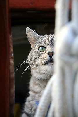 포토 JPG 해외이미지 동물 1 라이프스타일 응시 밧줄 바다 패턴 요트 휴식 수염 주택 털 항해 사람없음 반려동물 머리 고양이 줄무늬 회색 크루즈 모피 갑판 코 낮잠 귀 선원 승객 위스키 해외202004 해외포토 시선 줄 컬러 컨셉 무늬 배_교통 포유류 주류 건물 생활 신체부위 잠 파일형식 이미지허브