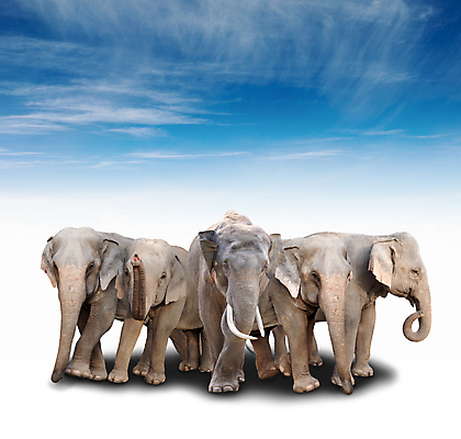 포토 JPG 해외이미지 동물 구름 여자 남자 아시아 야생동물 포유류 태국 하늘 초식동물 코끼리 그림자 동양인 사람없음 파란색 머리 힘 회색 흰색 신선 그룹 큼 상아 고립 해외202004 해외포토 자연요소 나라 컬러 사람 인종 신체부위 크기 파일형식 이미지허브