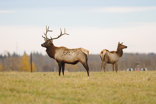 포토 JPG 해외이미지 나무 동물 계절 공원 여자 야생동물 백그라운드 겨울 밭 포유류 자연 털 사람없음 야외 목재 초록색 갈색 달러 추위 가을 흰색 나뭇가지 시골 황무지 티켓 숲 꼬리 사냥 동물상 삼림지대 아기사슴 암사슴 해외202004 해외포토 식물 공공시설 새끼 컬러 돈 농업 재료 사슴 사람 조형물 암컷 생태계 파일형식 이미지허브