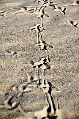 포토 JPG 해외이미지 동물 길 물결 모래 바다 여행 발 갈매기 조류 그림자 사람없음 세로 모래사장 태양 산책 고독 인쇄 발자국 질감 비둘기 단계 양발 자취 잔물결 해외202004 해외포토 자연요소 감정 자국 휴식 신체부위 파일형식 이미지허브