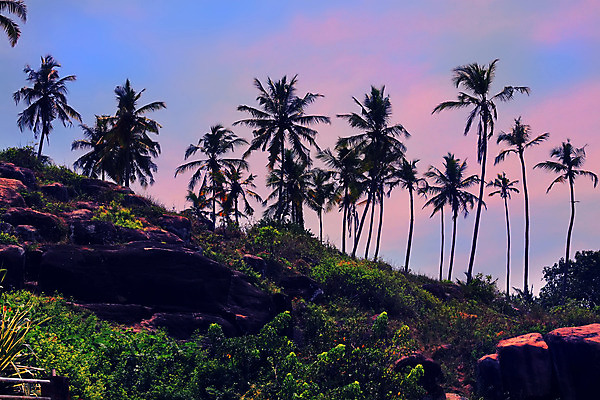 포토 JPG 해외이미지 나무 실루엣 바다 분홍색 여행 자연 벽지 하늘 휴가 손바닥 풍경 사람없음 야외 여름 빛 컬러풀 햇빛 평화 일출 일몰 수확 야간 저녁 복고 장면 내추럴 해외202004 해외포토 자연요소 식물 손 계절 컬러 컨셉 농업 촬영기법 태양 노을 생태계 파일형식 이미지허브