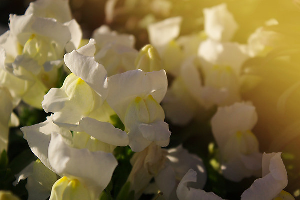 포토 JPG 해외이미지 식물 꽃 백그라운드 잎 밭 자연 사람없음 야외 초록색 햇빛 태양 정원 침묵 봄 흰색 시골 땅 심플 화단 수선화 해외202004 해외포토 자연요소 계절 컬러 농업 소리 생태계 파일형식 이미지허브