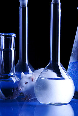 포토 JPG 해외이미지 동물 실험 사람없음 검은색 흰색 실험실 쥐 플라스크 시험관 유전 해외202004 해외포토 컬러 실험기구 설치류 파일형식 이미지허브