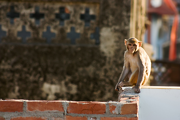 포토 JPG 해외이미지 동물 야생동물 벽 백그라운드 포유류 지붕 벽돌 털 앉기 동양인 사람없음 갈색 원숭이 아기 모피 인도인 호기심 꼬리 유인원 자취 해외202004 해외포토 외국인 감정 컬러 컨셉 모션 사람 인종 파일형식 이미지허브