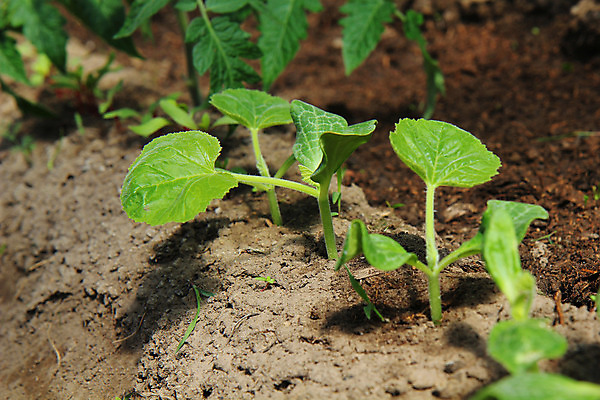 포토 JPG 해외이미지 식물 지구 백그라운드 컨셉 잎 농업 자연 오이 아이디어 사람없음 초록색 빛 햇빛 태양 새싹 환경 흙 성장 침대 그룹 보호 작음 유기농 땅바닥 모종 묘목 밭일 생태학 심기 취급주의 해외202004 해외포토 자연요소 나무 웰빙 교육 산업 컬러 가구 채소 모션 바닥 경고 크기 생태계 파일형식 이미지허브