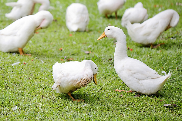 포토 JPG 해외이미지 동물 야생동물 농업 날개 자연 조류 오리 육류 잔디 사람없음 초록색 반려동물 햇빛 농장 가축 봄 흰색 시골 닫기 먹기 깃털 부리 목 거위 물갈퀴 무료 해외202004 해외포토 식물 계절 산업 컬러 식재료 모션 신체부위 태양 생태계 파일형식 이미지허브