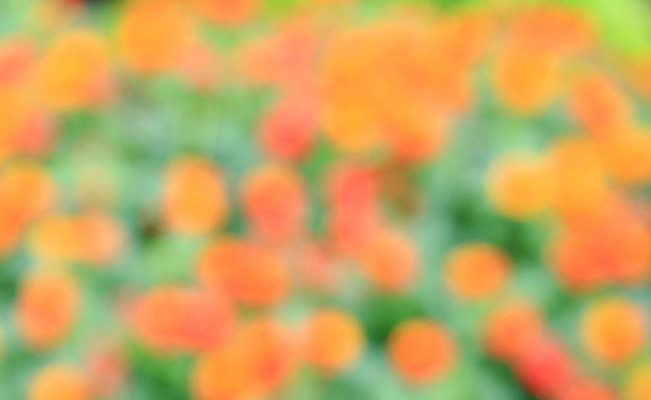 포토 JPG 해외이미지 식물 디자인 계절 꽃 백그라운드 잎 패턴 오렌지 자연 추상 사람없음 아웃포커스 초록색 빛 컬러풀 맑음 소프트포커스 숲 질감 보케 내추럴 블러 효과 해외202004 해외포토 컬러 무늬 과일 날씨 촬영기법 생태계 파일형식 이미지허브