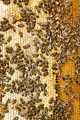 포토 JPG 해외이미지 음식 곤충 자연 주택 사람없음 야외 상자 컬러풀 맑음 나뭇가지 업무 큐브 꿀 서식지 벌집 생태학 양봉 양봉장 인구 줄서기 해외202004 해외포토 나무 동물 교육 컬러 모션 날씨 건물 작업 생태계 파일형식 이미지허브