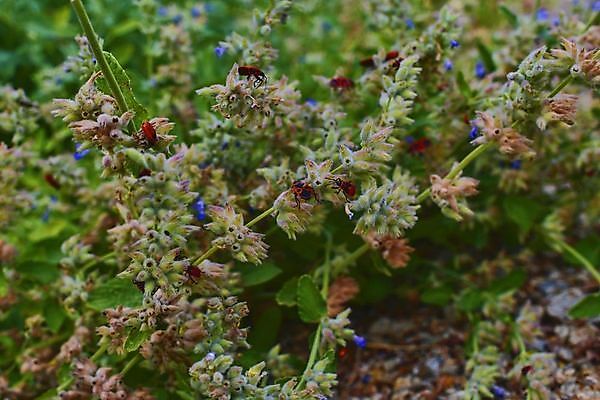 포토 JPG 해외이미지 식물 동물 계절 공원 꽃잎 꽃 야생동물 곤충 백그라운드 잎 꽃무늬 오렌지 자연 불 잔디 사람없음 야외 빨간색 초록색 여름 파란색 보라색 검은색 봄 성장 벚꽃 신선 개화 그룹 벌레 숲 허브 딱정벌레 나무껍질 내추럴 동물상 살구 식민지 해외202004 해외포토 자연요소 나무 공공시설 컬러 무늬 과일 조형물 껍질 생태계 파일형식 이미지허브