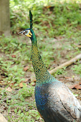 포토 JPG 해외이미지 나무 동물 1 야생동물 백그라운드 잎 오렌지 노래 자연 조류 휴식 종류 앉기 사람없음 야외 빨간색 초록색 여름 파란색 우주 봄 회색 바위 흰색 나뭇가지 공작 묘사 싱글 생물학 서식지 생태학 해외202004 해외포토 식물 계절 교육 음악 컬러 컨셉 과일 모션 돌_바위 생태계 파일형식 이미지허브