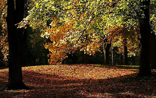 포토 JPG 해외이미지 나무 계절 여행 단풍 오렌지 자연 풍경 사람없음 빨간색 울타리 컬러풀 노란색 미국 산책 가을 엽서 방법 해외202004 해외포토 식물 컬러 잎 북아메리카 과일 휴식 담장 편지 생태계 파일형식 이미지허브