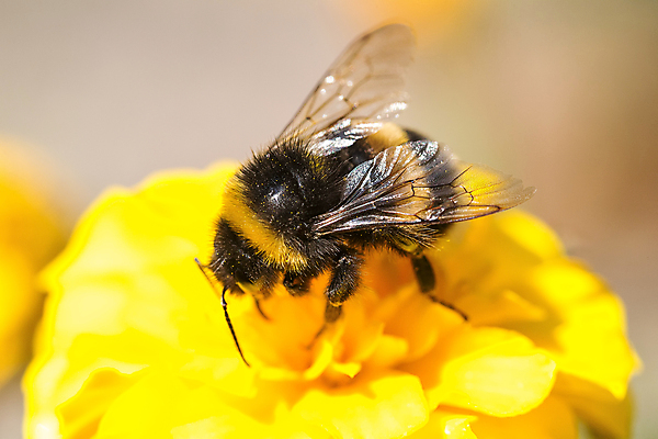 포토 JPG 해외이미지 식물 동물 1 꽃잎 꽃 야생동물 곤충 날개 자연 노동자 사람없음 야외 여름 파란색 갈색 노란색 줄무늬 재킷 터치 신선 선택 말벌 작음 수분 벌 싱글 바쁨 꽃가루 꿀 고립 효율 해외202004 해외포토 직업 계절 컬러 컨셉 무늬 외투 벌_곤충 크기 가루 생태계 파일형식 이미지허브
