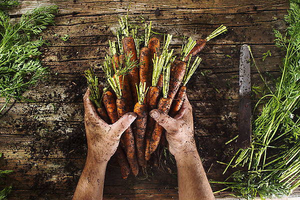 포토 JPG 해외이미지 식물 손 농업 채소 자연 건강 사람없음 초록색 농작물 당근 수확 신선 농부 다발 유기농 날것 뿌리 내추럴 채식주의자 해외202004 해외포토 직업 웰빙 산업 컬러 뿌리채소 신체부위 생태계 채식 파일형식 이미지허브