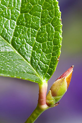 포토 JPG 해외이미지 식물 분홍색 잎 사람없음 빨간색 초록색 봄 보석 해외202004 해외포토 계절 컬러 광석 파일형식 이미지허브