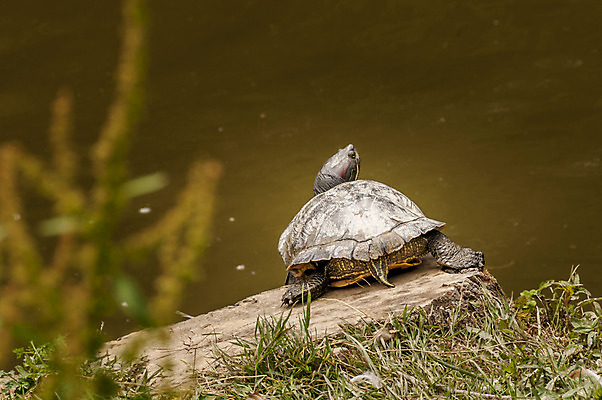 포토 JPG 해외이미지 동물 응시 백그라운드 파충류 동물원 사람없음 가로 물 반려동물 우정 거북이 느림 기어가기 고립 옛날 해외202004 해외포토 자연요소 시선 모션 친구 파일형식 이미지허브