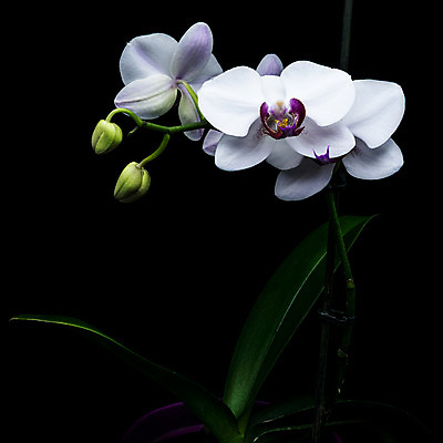 포토 JPG 해외이미지 식물 디자인 기념일 꽃잎 꽃 줄기 분홍색 꽃다발 결혼 백그라운드 꽃무늬 패턴 밭 자연 추상 선물 사람없음 장식 초록색 노란색 우주 정원 봄 벚꽃 흰색 나뭇가지 신선 개화 난초 우아함 순수 묘사 원예 내추럴 고립 돌봄 해외202004 해외포토 나무 계절 컬러 컨셉 무늬 농업 모션 이벤트 취미 생태계 파일형식 이미지허브