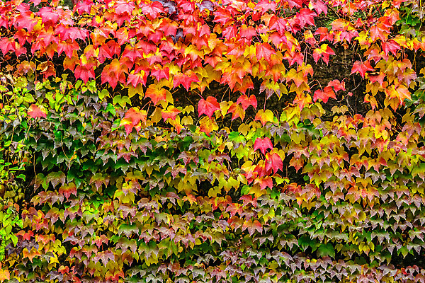 포토 JPG 해외이미지 나무 식물 디자인 계절 꽃 벽 백그라운드 잎 패턴 오렌지 자연 벽지 추상 벽돌 사람없음 야외 장식 빨간색 초록색 컬러풀 노란색 환경 정원 수확 가을 시골 덩굴 질감 아이비 내추럴 해외202004 해외포토 컬러 무늬 농업 과일 생태계 파일형식 이미지허브