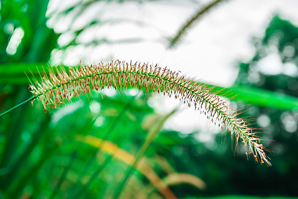 포토 JPG 해외이미지 꽃잎 꽃 잎 밭 사람없음 초록색 농장 정원 내추럴 해외202004 해외포토 식물 컬러 농업 파일형식 이미지허브