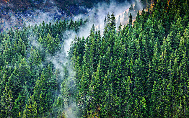 포토 JPG 해외이미지 나무 식물 공원 겨울 자연 바람 날씨 산 안테나 풍경 사람없음 목재 초록색 미국 흐름 안개 소나무 숲 수분 열대우림 내추럴 뿌연 삼림지대 시애틀 해외202004 해외포토 자연요소 계절 공공시설 컬러 컨셉 북아메리카 재료 통신 생태계 파일형식 이미지허브