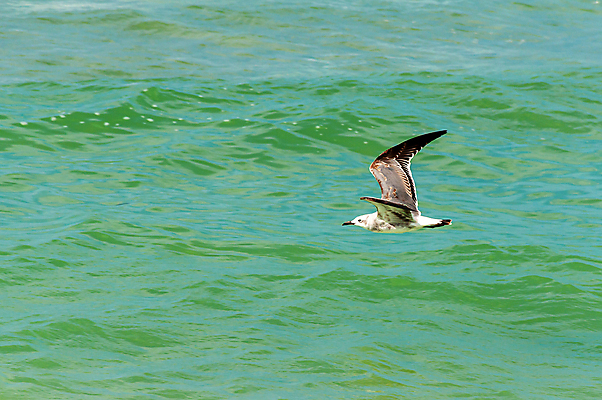 포토 JPG 해외이미지 동물 야생동물 바다 여행 포즈 백그라운드 북아메리카 날개 자연 갈매기 조류 사람없음 야외 공중 초록색 물 여름 파란색 맑음 검은색 미국 펼침 회색 자유 흰색 비행 깃털 부리 내추럴 무료 해외202004 해외포토 자연요소 계절 컬러 컨셉 모션 날씨 아메리카 생태계 파일형식 이미지허브