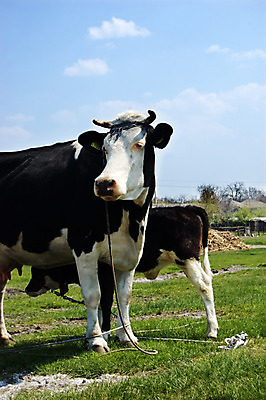 포토 JPG 해외이미지 동물 척추동물 여자 남자 포유류 가족 하늘 엄마 잔디 사람없음 파란색 청춘 농장 가축 운전 소고기 우유 소 농부 발사 송아지 돌봄 천진난만 해외202004 해외포토 식물 직업 새끼 컬러 컨셉 농업 관계 모션 유제품 육류 사람 파일형식 이미지허브