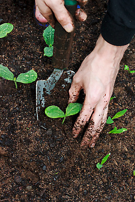 포토 JPG 해외이미지 식물 손 꽃 지구 잎 농업 채소 자연 호박 주택 관리 사람 취미 사람없음 야외 초록색 농장 새싹 환경 정원 흙 봄 성장 공구 업무 작음 삽 시작 유기농 원예 먼지 스쿼시 땅바닥 땅파기 모종 생태학 원예사 세련 해외202004 해외포토 직업 웰빙 계절 교육 산업 스포츠 컬러 바닥 건물 신체부위 구기 도구 작업 크기 생태계 파일형식 이미지허브