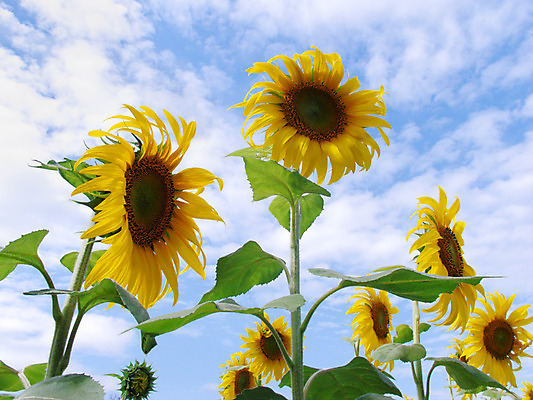포토 JPG 해외이미지 식물 전통 꽃 아시아 문화 백그라운드 잎 밭 농업 태국 자연 하늘 날씨 해바라기 씨앗 동양인 풍경 사람없음 야외 가로 초록색 여름 파란색 농작물 컬러풀 농장 노란색 동남아시아 희망 수확 성장 방콕 조경 해외202004 해외포토 계절 감정 나라 산업 컬러 인종 생태계 파일형식 이미지허브