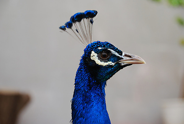포토 JPG 해외이미지 동물 공원 남자 야생동물 패턴 자연 조류 왕관 기술 동물원 사람없음 야외 옆모습 장식 초록색 파란색 컬러풀 머리 활발 공작 깃털 질감 부리 목 보여주기 수탉 멀티 터키석 효과 해외202004 해외포토 공공시설 뷰포인트 컬러 컨셉 무늬 모션 사람 신체부위 닭 보석 수컷 생태계 파일형식 이미지허브