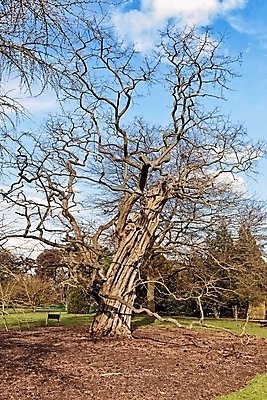 포토 JPG 해외이미지 나무 식물 디자인 영어 공원 꽃 길 백그라운드 꽃무늬 건축양식 자연 풍경 사람없음 야외 울타리 상자 평화 정원 봄 산책 재산 냄비 오솔길 땅 런던 조경 쇼 일반 방법 정중 줄서기 파라다이스 스타일 세련 해외202004 해외포토 문자 계절 공공시설 건축 컨셉 무늬 모션 휴식 영국 금융 담장 솥 생태계 파일형식 이미지허브
