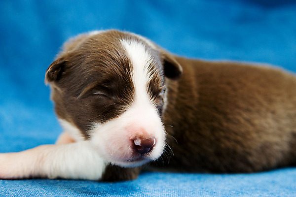 포토 JPG 해외이미지 동물 1 손 행복 포유류 자연 휴식 사랑 소년 사람없음 빨간색 반려동물 귀여움 검은색 흰색 아기 신생아 잠 일주일 개 달콤 강아지 작음 부드러움 송곳니 돌봄 시각장애인 해외202004 해외포토 남자 감정 어린이 컬러 컨셉 모션 사람 신체부위 감각 맛 치아 크기 장애인 생태계 파일형식 이미지허브