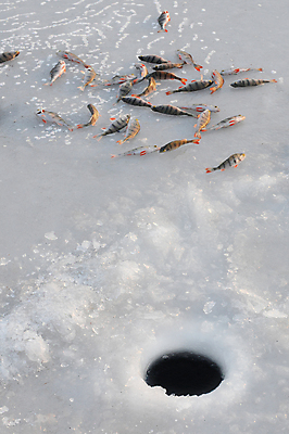 포토 JPG 해외이미지 동물 1 백그라운드 겨울 낚시 어류 앉기 취미 사람없음 빨간색 얼음 흰색 싱글 눈금 꼬리 서리 지느러미 미끼 고립 민물 베이스 해외202004 해외포토 자연요소 계절 컬러 모션 현악기 레저 수중동물 파일형식 이미지허브
